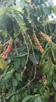 Đất Farm Đoàn Kết, Buôn Hồ 10.000m² giá 3 tỷ - Đầu tư sinh lời ngay!