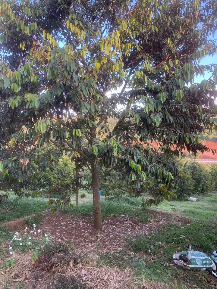 Đất Farm Đường Tránh Đông Hòa 1800m² giá 2.9 tỷ - Đầu tư sinh lời ngay!