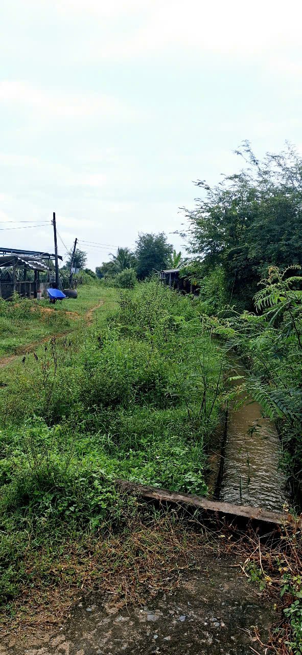 Đất trồng cây 650m² Kênh N2 Hàm Liêm giá chỉ 390 triệu - Cơ hội đầu tư tuyệt vời!