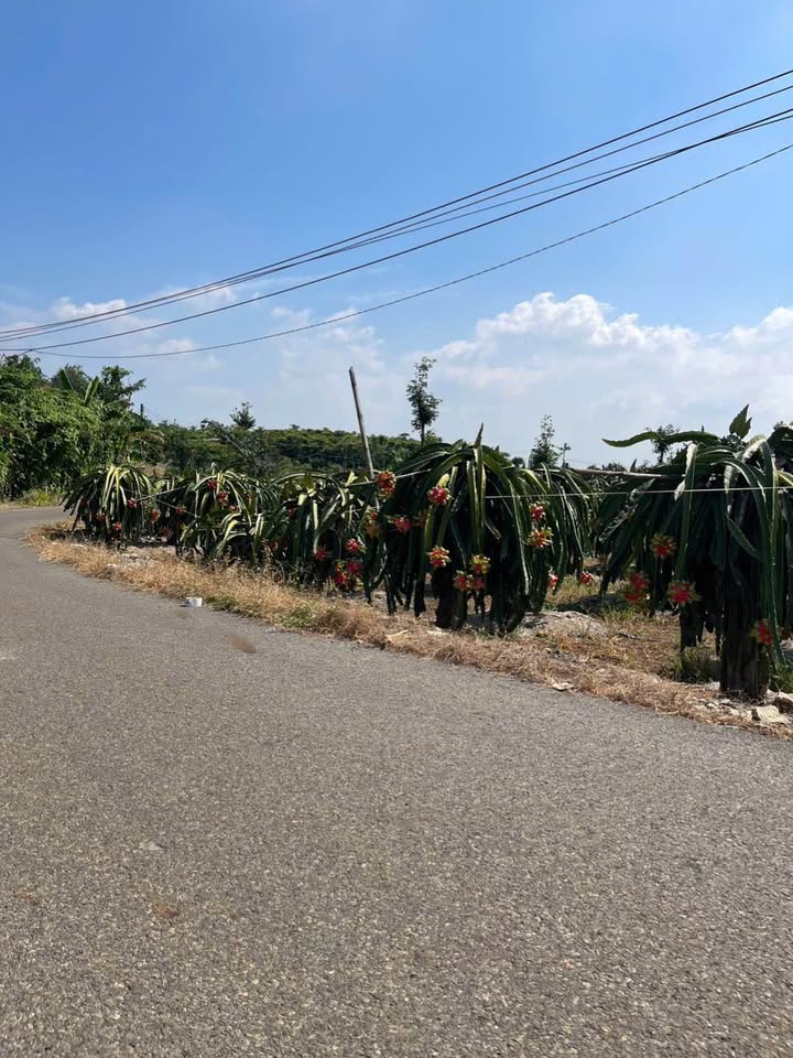 Đất nền xã Long An, huyện Cần Giuộc, 150m² chỉ 490 triệu - Thương lượng ngay!