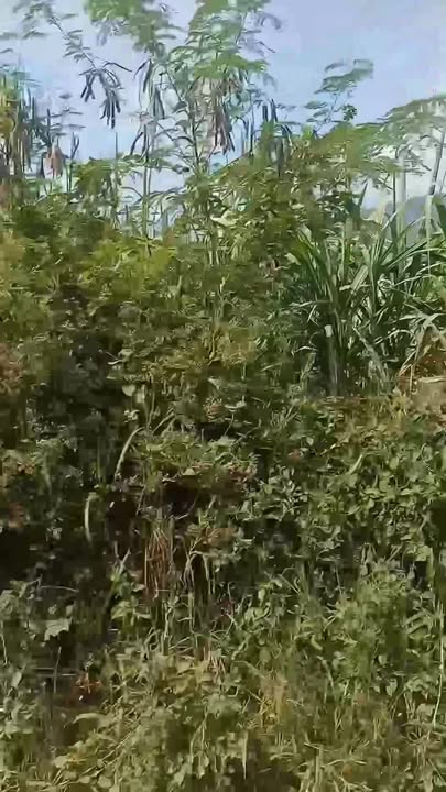 Đất nền Xã Vạn Hưng, Huyện Vạn Ninh - 1899m² giá 2 tỷ - Cơ hội đầu tư tuyệt vời!