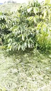 Đất nền 2160m² tại Đạ K' Nàng, Lâm Đồng - Giá chỉ 1.4 tỷ, thương lượng ngay!