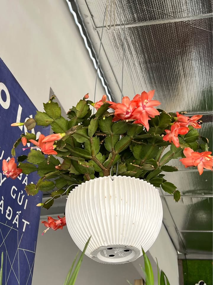 Đất nền Lộc Châu Bảo Lộc 210m² giá 1.6 tỷ - Đầu tư sinh lời ngay!