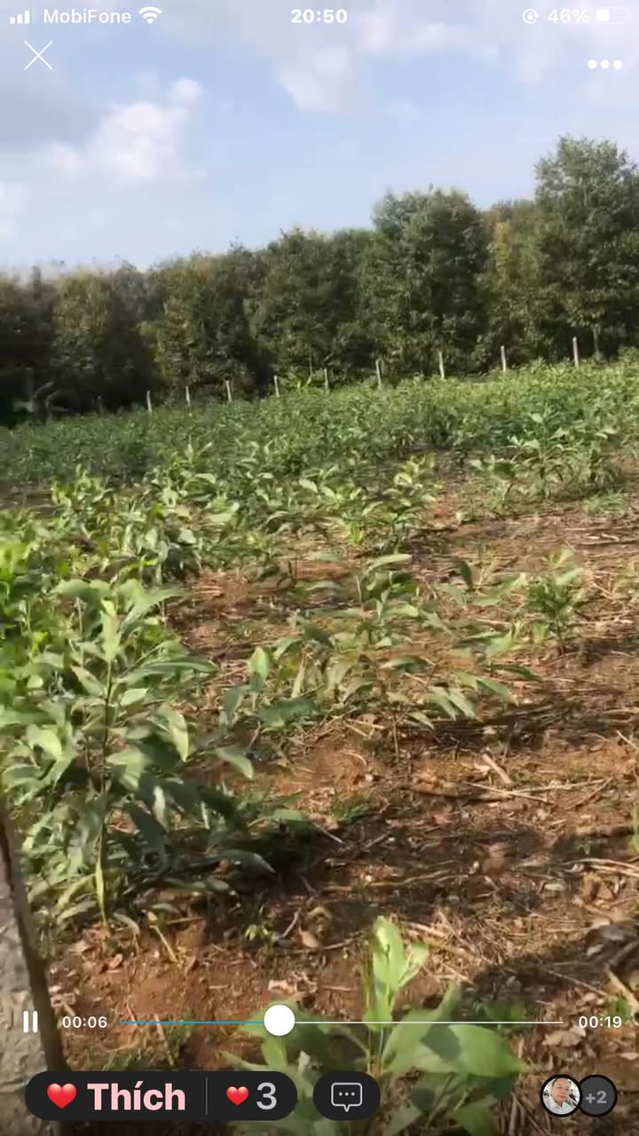 Đất mặt đường Đa Kai, Đức Linh, 1500m² giá chỉ 500 triệu - Sổ riêng chính chủ!