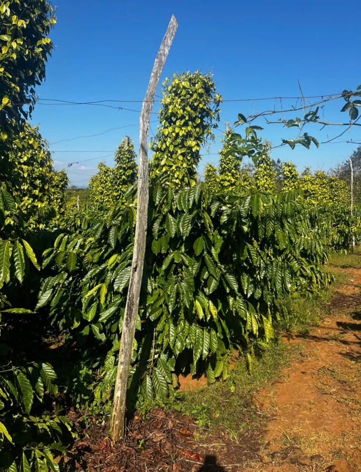 Farm đất 13680m² tại Cư Bao, Buôn Hồ - Giá chỉ 172.8 triệu VND