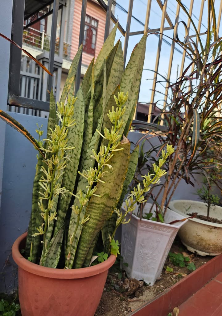 Đất nền Lộc Nga, Bảo Lộc 517m² giá 799 triệu - Cơ hội đầu tư hấp dẫn!