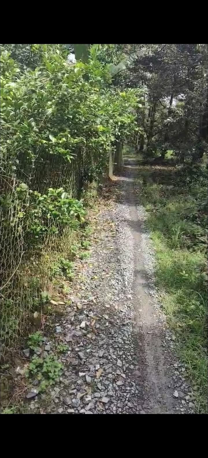 Vườn sầu riêng 2.700m² tại Hiệp Đức, Cai Lậy - Giá 1.9 tỷ - Cơ hội đầu tư hấp dẫn!