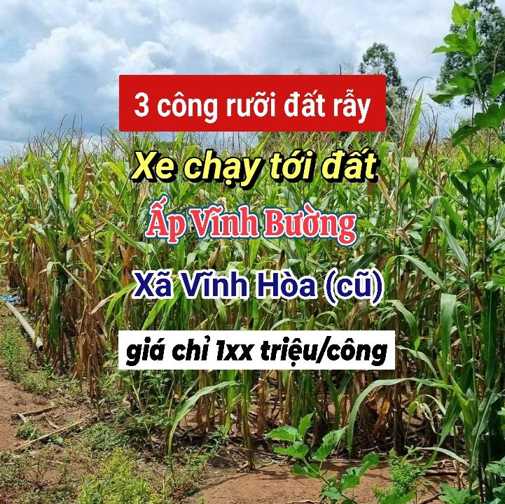 Bán rẫy đất Ấp Vĩnh Bường, An Giang 35.000m² giá 665 triệu - Sổ hồng chính chủ