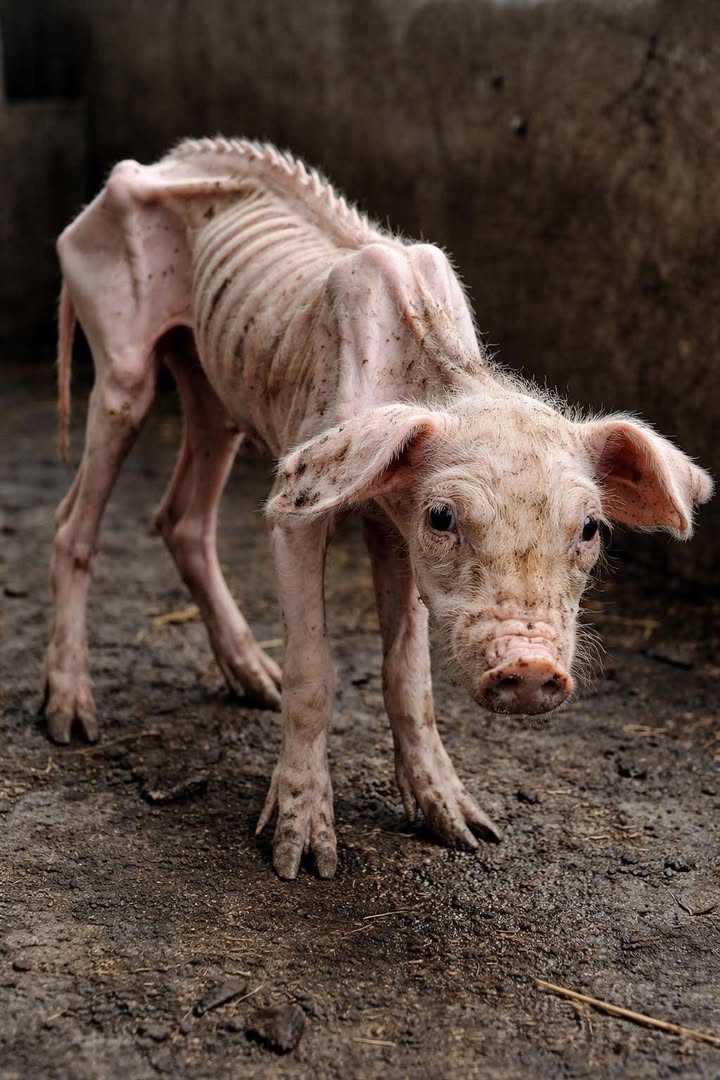 Căn hộ chung cư Thuỵ Vân 54m² giá 1.25 tỷ - Cơ hội sở hữu ngay!