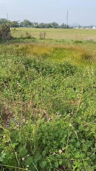 Đất nền xã Tế Nông, huyện Nông Cống 108m² - Vị trí kinh doanh sầm uất!