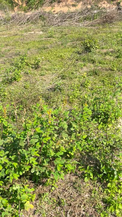 Đất Thạch Khê 1200m² giá chỉ 1 tỷ - Cơ hội đầu tư tuyệt vời!