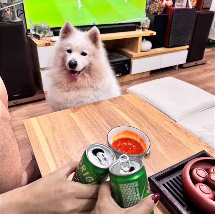 Căn hộ CCMN Cầu Giấy 50m² giá 11 tỷ - Dòng tiền ổn định 50 triệu/tháng!