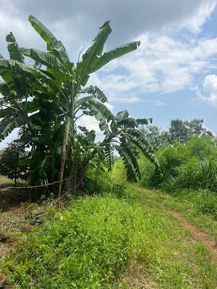 Đất Farm 10800m² xã Lộc Khánh, Lộc Ninh chỉ 370 triệu - Cơ hội đầu tư tuyệt vời!