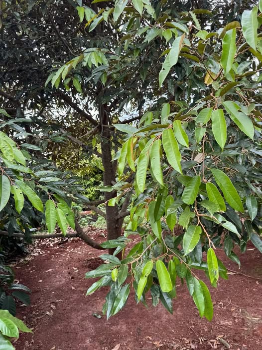 Đất rẫy cà phê và sầu riêng 2880m² tại Ea Ral - Giá chỉ 2.45 tỷ