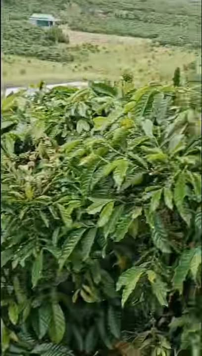 Đất nông nghiệp Liên Đầm 4.2ha giá 10.08 tỷ - Tiềm năng phát triển lớn!