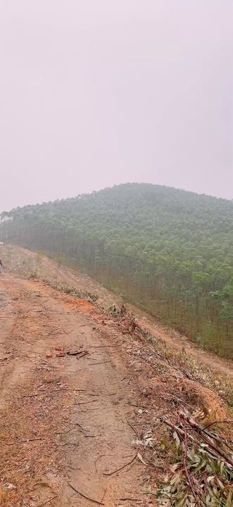 Đất Farm tại Tràng Lương, Đông Triều, 3.5ha chỉ 700 triệu - Cơ hội đầu tư hấp dẫn!