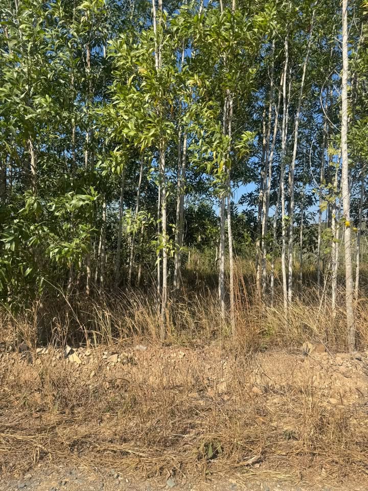 Farm 1ha tại Xã Ea Ral, Huyện Ea H'leo giá 899 triệu - Cơ hội đầu tư hấp dẫn!