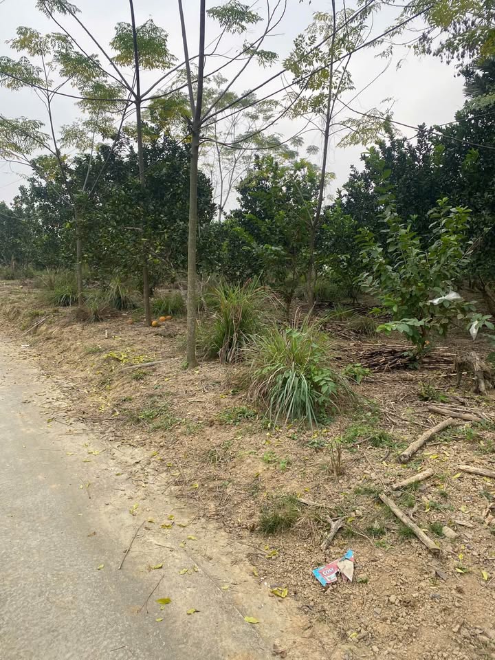 Đất nền Kim Phú, Tuyên Quang 1400m² chỉ 1.5 tỷ - Tiềm năng phát triển lớn!