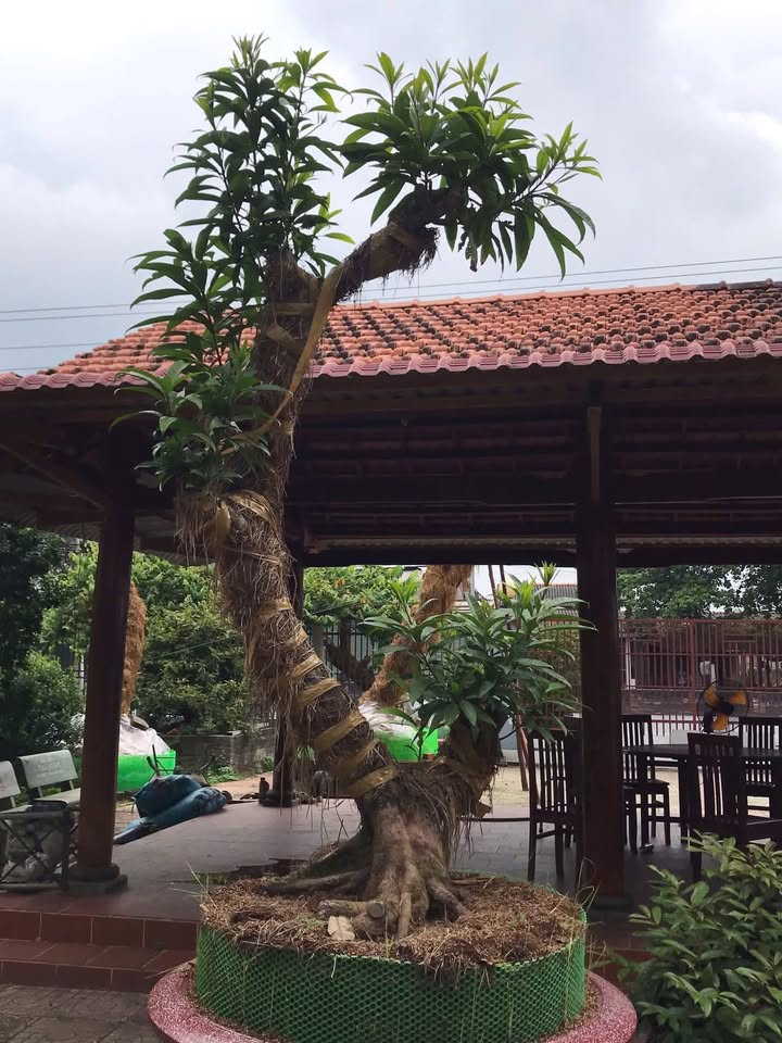 Đất nền 1200m² tại Châu Thành, Long An giá chỉ 950 triệu - Sổ đỏ chính chủ!