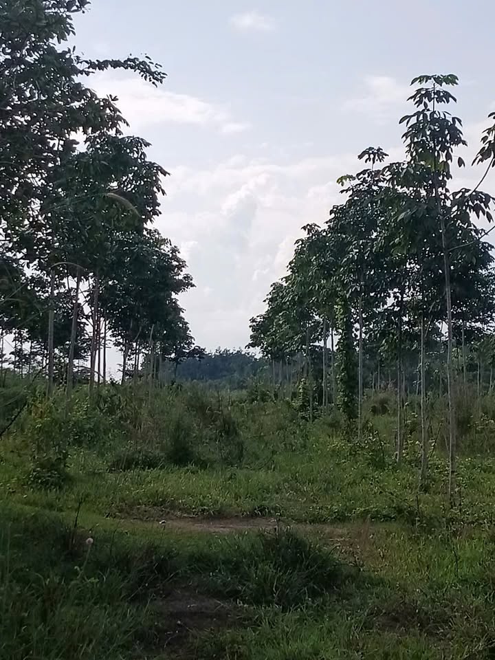 Đất nền xã Lộc Thành, huyện Lộc Ninh 77.557m² giá chỉ 16 tỷ - Cơ hội đầu tư không thể bỏ lỡ!