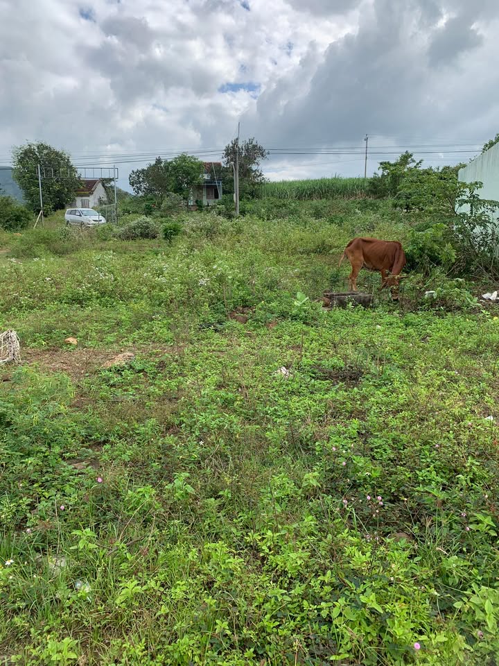 Đất thổ cư 245m² mặt tiền QL19c tại Xã Suối Bạc - Giá chỉ 350 triệu!