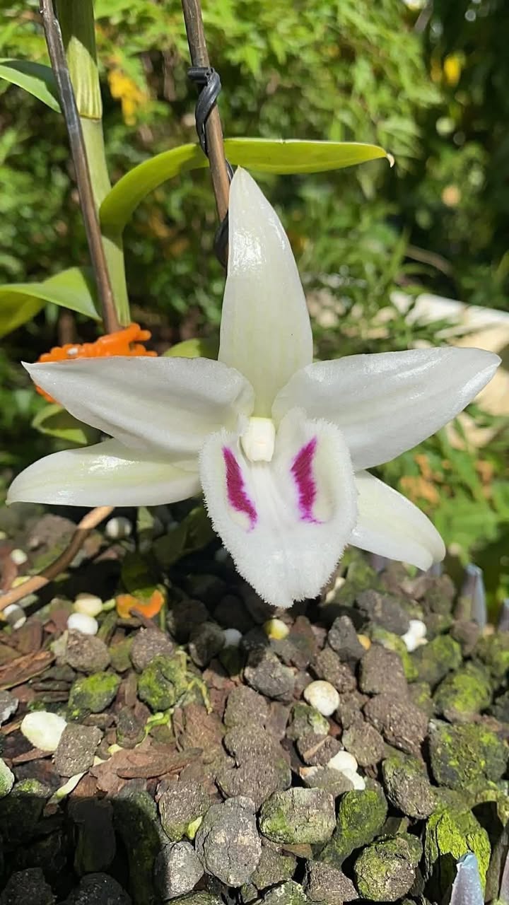 Căn hộ chung cư YB Complex, Ba Vì, 71m², giá 2 tỷ - Căn góc view đẹp!