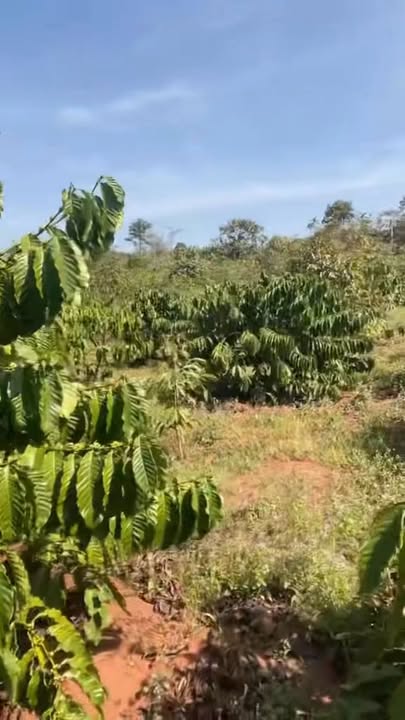 Đất Farm 2160m² tại Xã Ea Tân, Huyện Krông Năng - Giá thỏa thuận hấp dẫn!