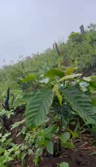 Đất nền 1ha tại Đam Rông, Lâm Đồng giá 650 triệu - Cơ hội đầu tư hấp dẫn!