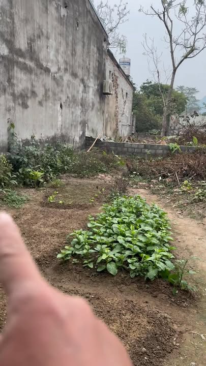 Đất nền Cẩm Ngọc, Cẩm Thủy 156m² giá 500 triệu - Sổ hồng chính chủ sẵn sàng giao dịch!