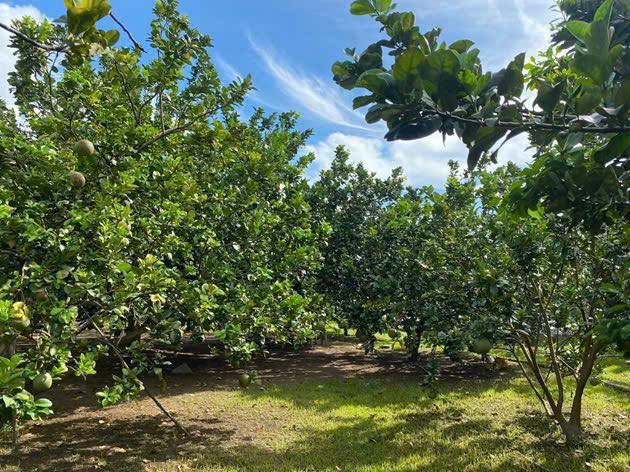 ĐẤT THỔ CƯ TRỪ VĂN THỐ – TP HỒ CHÍ MINH – GIÁ TỪ 250 TRIỆU