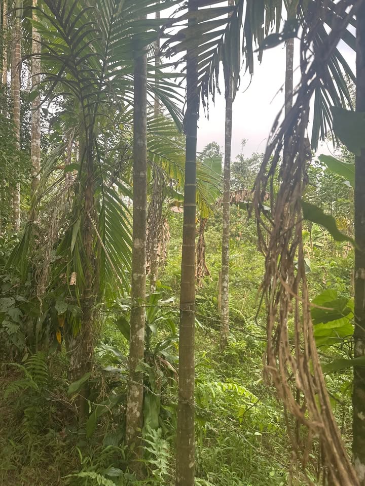 Đất nền xã Ba Đông Giang 1100m² giá 1 tỷ - Vị trí đắc địa bám suối