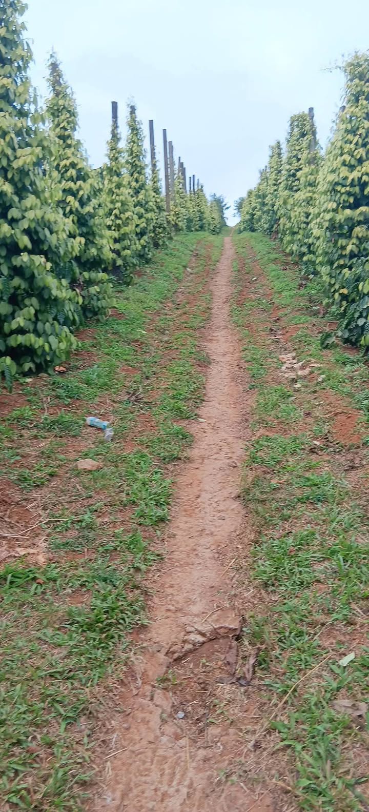 Đất nền 15.000m² tại Thị trấn Đức An, Đắk Song giá 2.45 tỷ - Đầu tư sinh lời hấp dẫn!