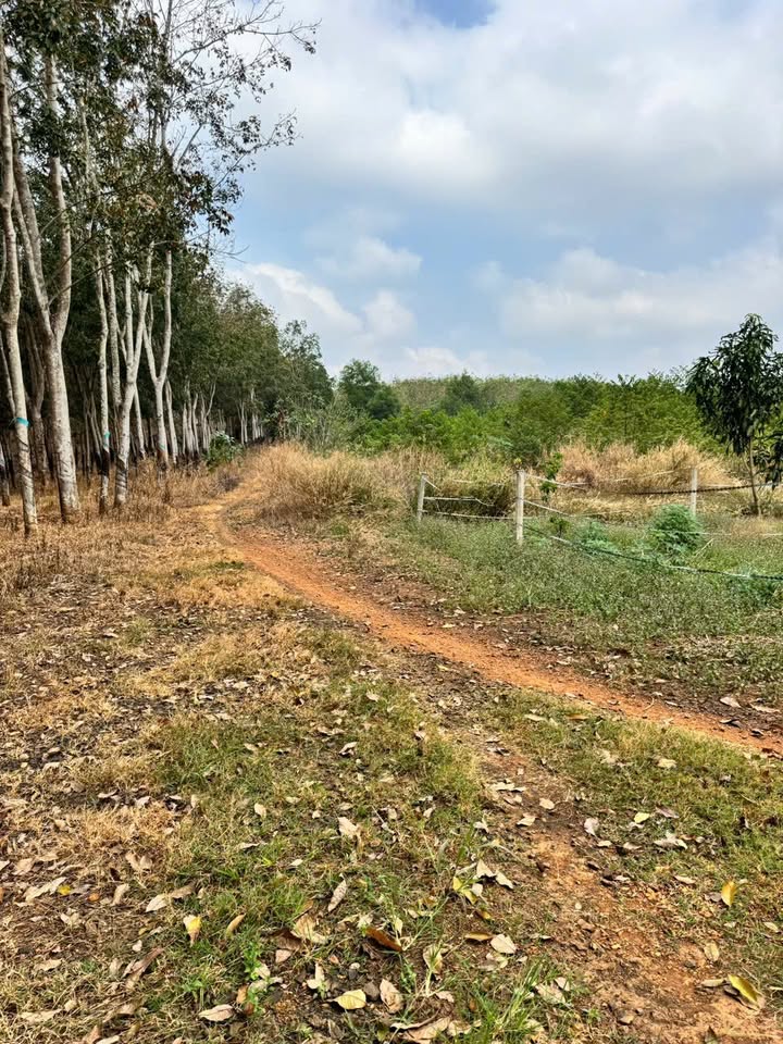 Đất vườn 1000m² Huyện Đồng Phú giá chỉ 150 triệu - Cơ hội đầu tư tuyệt vời!