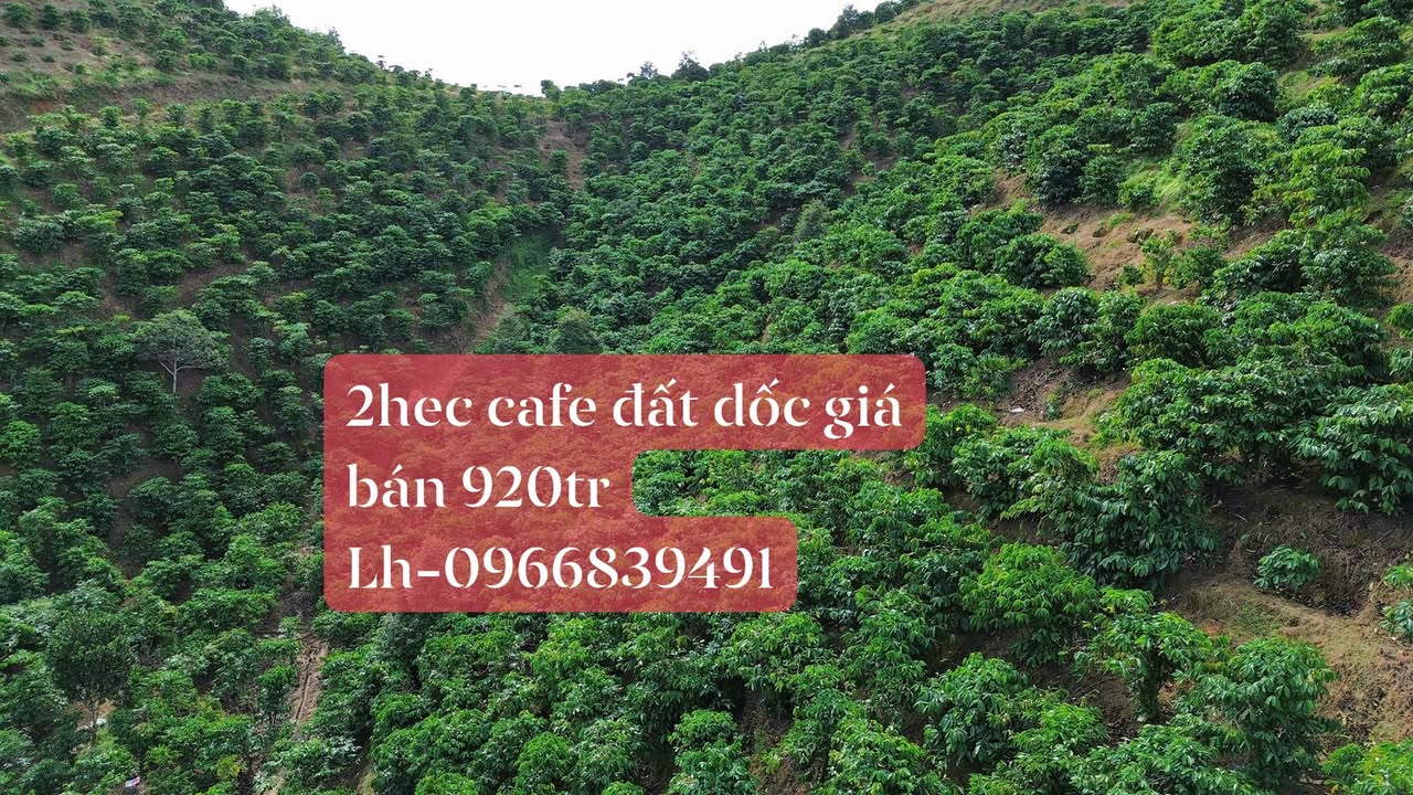 Farm 2ha tại xã Krông Nô, huyện Lắk, Đắk Lắk giá 920 triệu - Cơ hội đầu tư hấp dẫn!