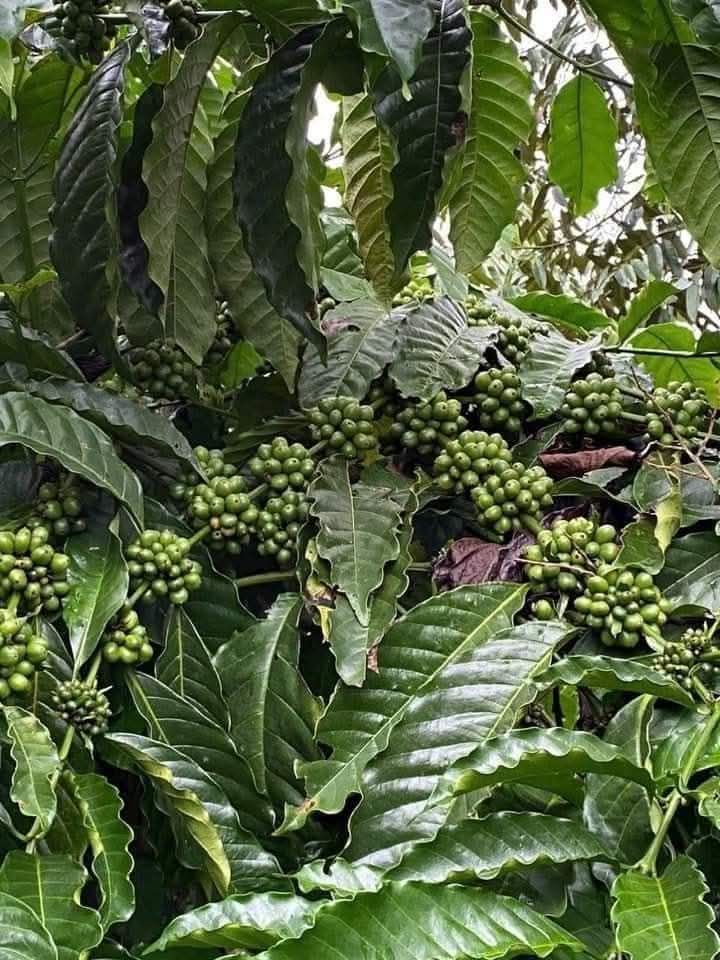 Đất Farm 80000m² tại Tuy Hòa, Phú Yên chỉ 1.6 tỷ - Cơ hội đầu tư tuyệt vời!