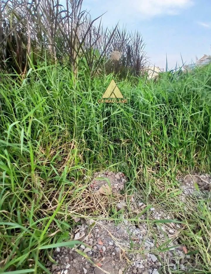 Đất thổ cư đường Cao Triều Phát, phường 8 Cà Mau 319m² giá chỉ 2 tỷ - Đầu tư sinh lời ngay!