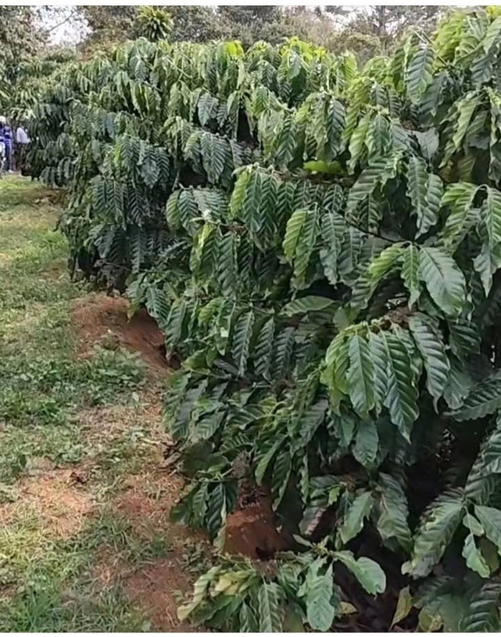 Đất vườn 360m² tại Lộc Nga, Bảo Lộc - Giá chỉ 1.2 tỷ