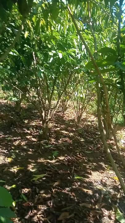 Đất thổ cư xã Lộc Ngãi, huyện Bảo Lâm 10.000m² giá 4 tỷ - Thế đất bằng phẳng, thích hợp đầu tư!