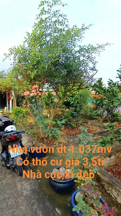 Nhà vườn khu phố 2 xã Tân Bình, huyện Châu Thành, Đồng Tháp 1.037m² giá 3,5 tỷ - Đầu tư sinh lời ngay!