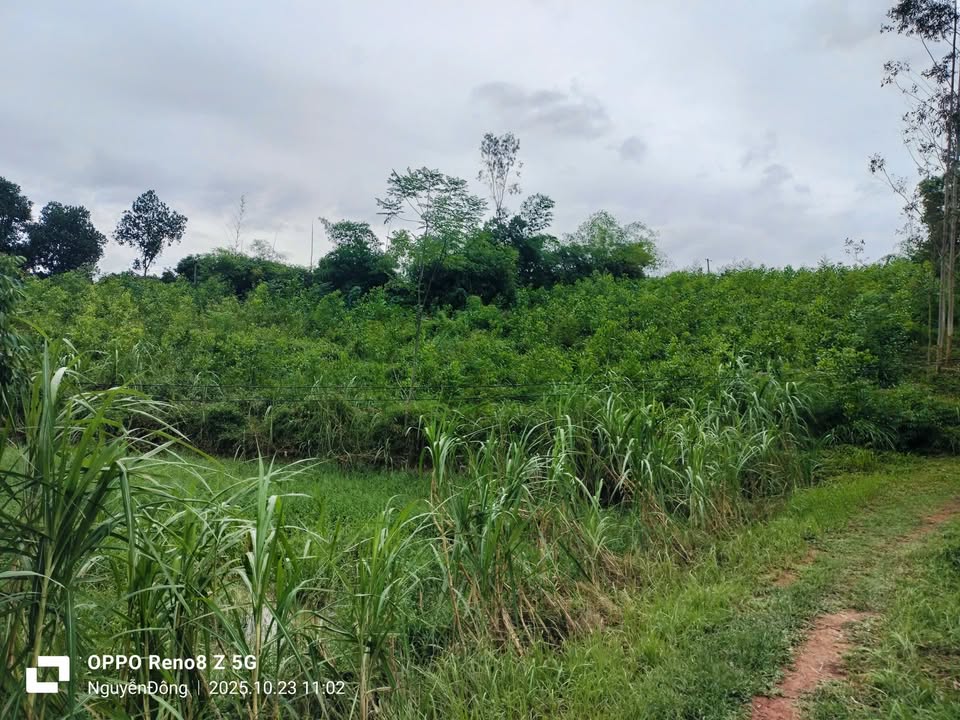 Mảnh vườn 1900m² thổ cư 400m² tại Đồng Kỳ, Yên Thế - Giá chỉ 1.15 tỷ!