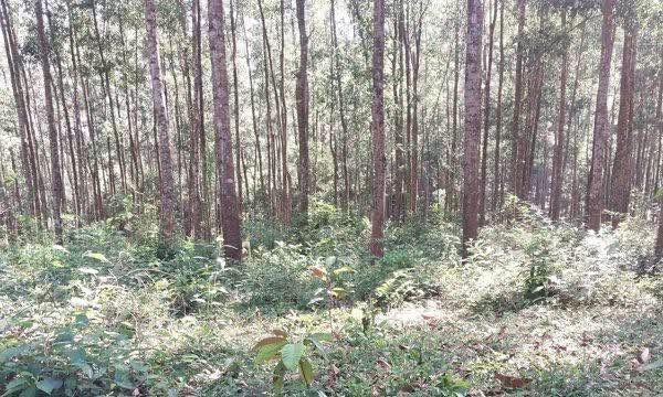 Đất rừng tại Linh Thượng, Gio Linh 1.9ha giá chỉ 800 triệu - Đầu tư sinh lời tốt!