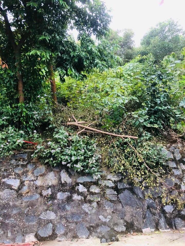 Đất thổ cư 4000m² Đông Xuân cũ, Yên Xuân - Mặt tiền 70m, chỉ 4 tỷ!