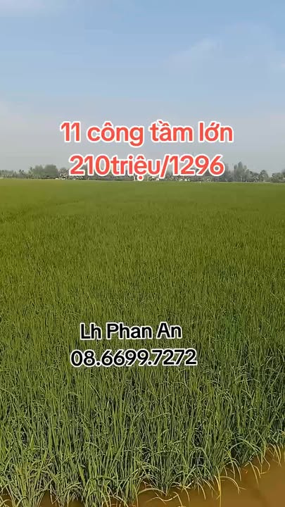 Đất nông nghiệp 14.000m² tại Kinh Đông Pháp, 210 triệu - Đầu tư sinh lời ngay!