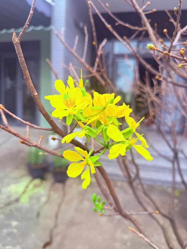 Đất nền Tứ Ngân, Điện Ngọc 100m² giá 1.9 tỷ - Vị trí đẹp, tiện ích xung quanh!