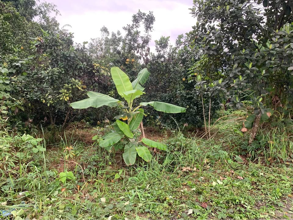 Đất nền Tổ 16 - Xã Thái An 50m² giá 1.3 tỷ - Cơ hội đầu tư tuyệt vời!