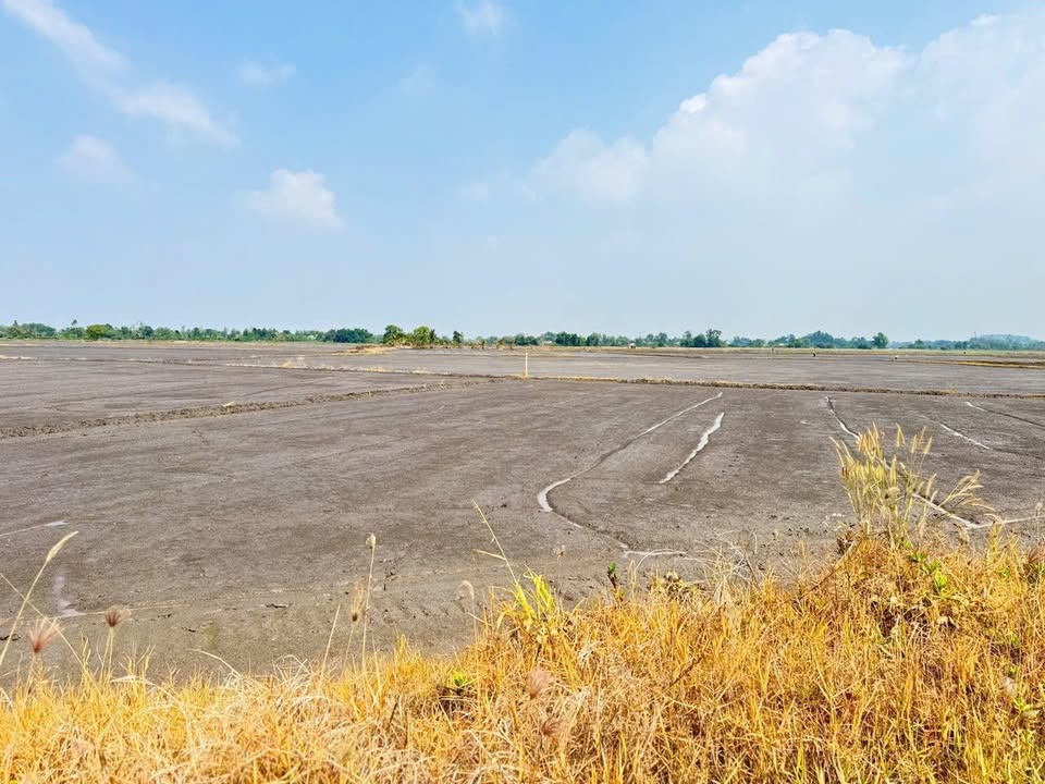 Đất lúa An Ninh Tây 1677m² giá 1 tỷ - Mặt tiền đường bê tông tiện lợi!
