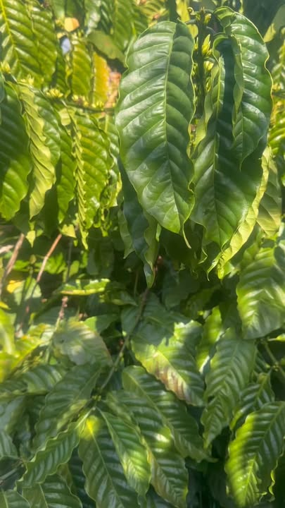 Lô đất VIP 2.7 ha tại Đắk Nông giá 4.7 tỷ - Cơ hội đầu tư hấp dẫn!