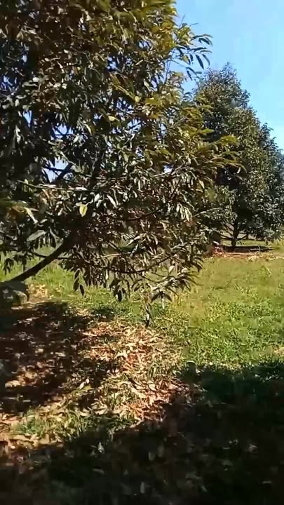 Farm vườn sầu riêng 7000m² Phường Bửu Hòa giá 350 triệu - Đầu tư sinh lời ngay!