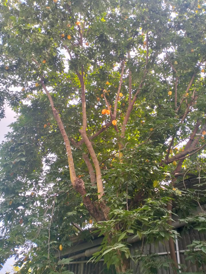 Đất nền 1200m² Huyện Đức Trọng giá 700 triệu - Đầu tư sinh lời ngay!