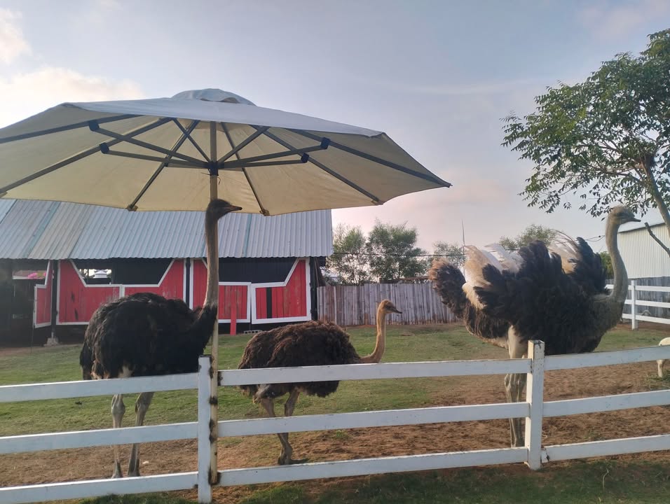 Đất thổ cư 336m² xã Thuận Minh, Hàm Thuận Bắc - Giá chỉ 600 triệu!